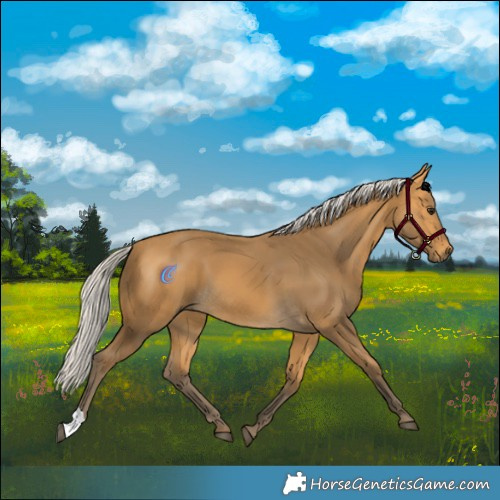 Horse Color:Silver Buckskin 