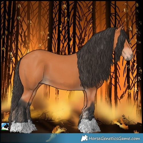 Horse Color:Bay 