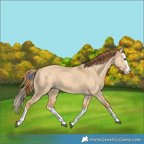 Horse Color:Red Dun Splash 