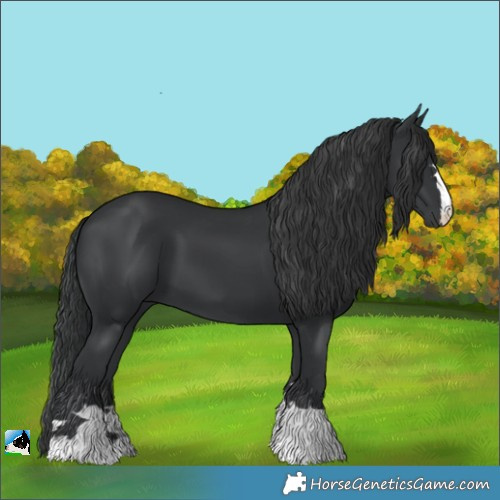 Horse Color:Black 