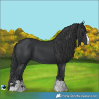 Horse Color:Black 