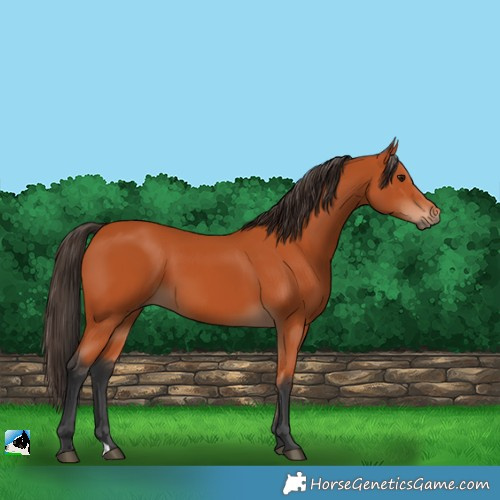 Horse Color:Bay 