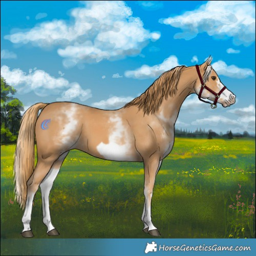 Horse Color:White Spotted Chestnut Frame 