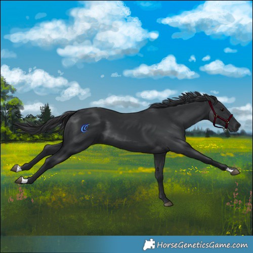 Horse Color:Black 