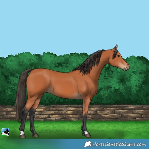 Horse Color:Bay 