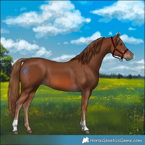 Horse Color:Chestnut 