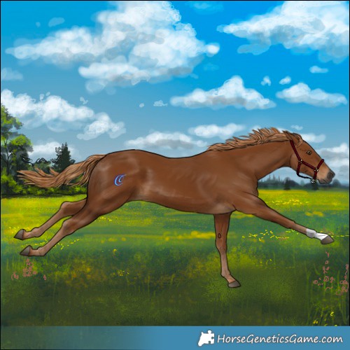 Horse Color:Gray Chestnut 