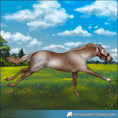 Horse Color:Gray Chestnut 
