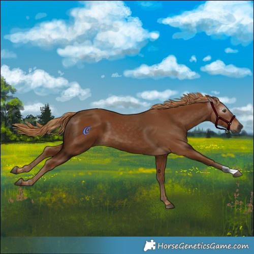 Horse Color:Gray Chestnut