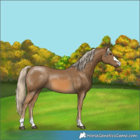 Horse Color:Chocolate Palomino