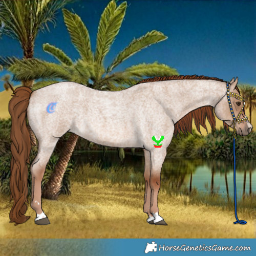 Horse Color:Red Dun Roan