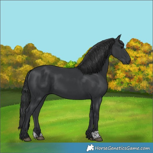Horse Color:Black 