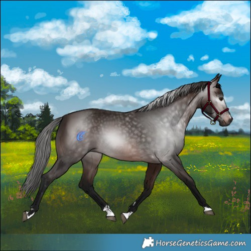 Horse Color:Gray Bay 