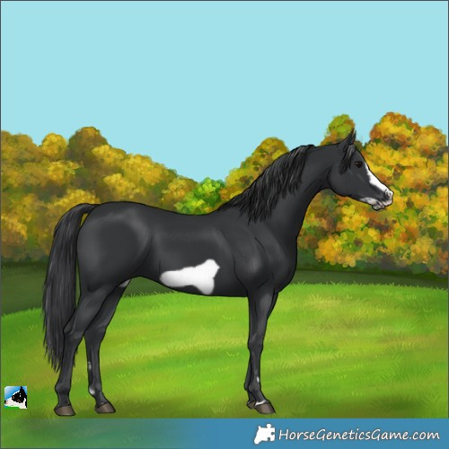 Horse Color:Black Frame
