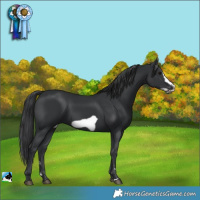 Horse Color:Black Frame 