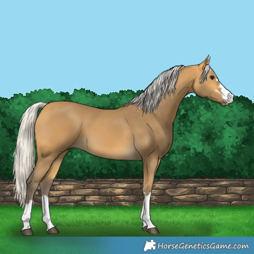 Horse Color:Silver Buckskin 