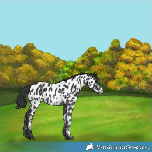 Horse Color:Black Appaloosa 