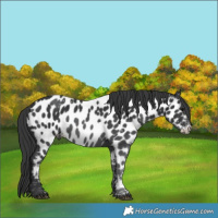 Horse Color:Black Near Leopard 