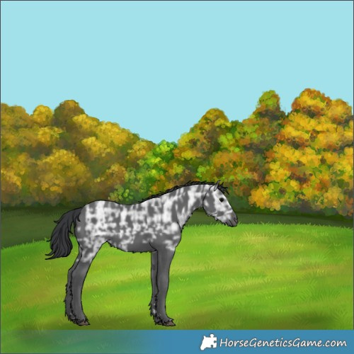 Horse Color:Black Ice 