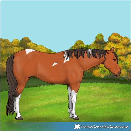 Horse Color:Bay Tobiano