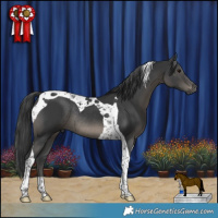 Horse Color:Black Tobiano Rabicano