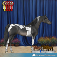 Horse Color:Black Tobiano Rabicano 
