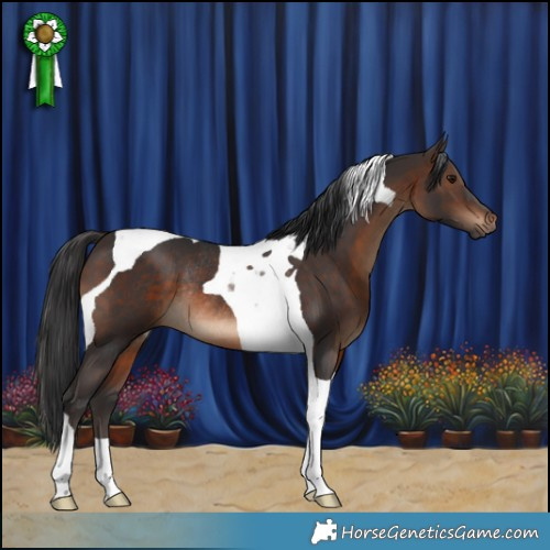 Horse Color:Brown Tobiano Rabicano