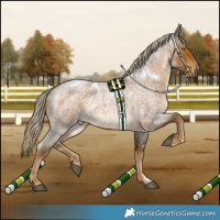 Horse Color:White Spotted Chocolate Palomino Roan