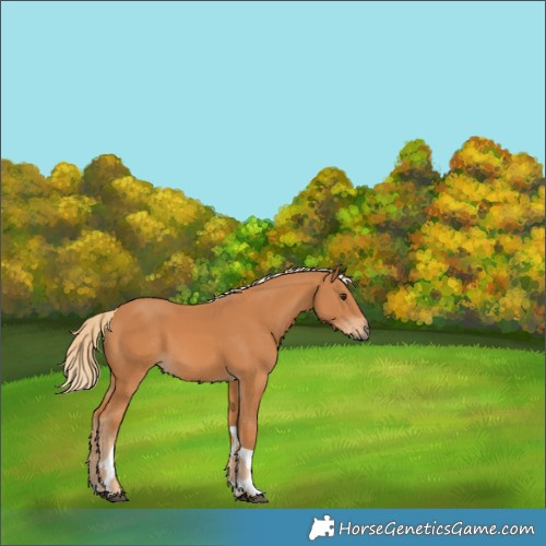Horse Color:Chestnut Tobiano 