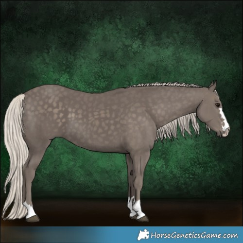 Horse Color:Silver Smoky Black 