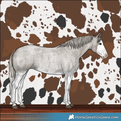 Horse Color:Silver Smoky Blue Roan Splash