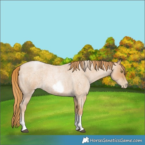 Horse Color:Red Roan Pearl Tobiano Frame
