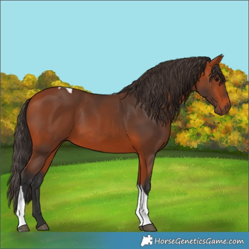 Horse Color:Bay Tobiano Rabicano