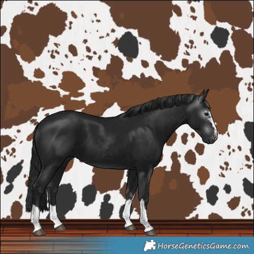 Horse Color:Gray Black