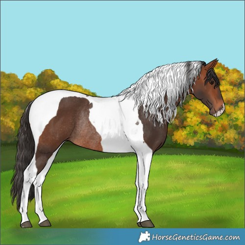 Horse Color:Bay Tobiano Rabicano