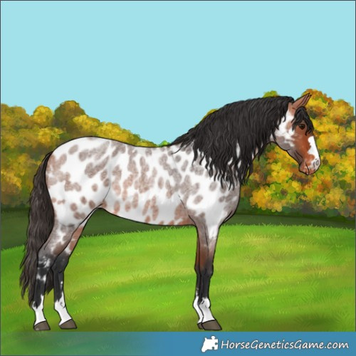Horse Color:Bay Roan Appaloosa 