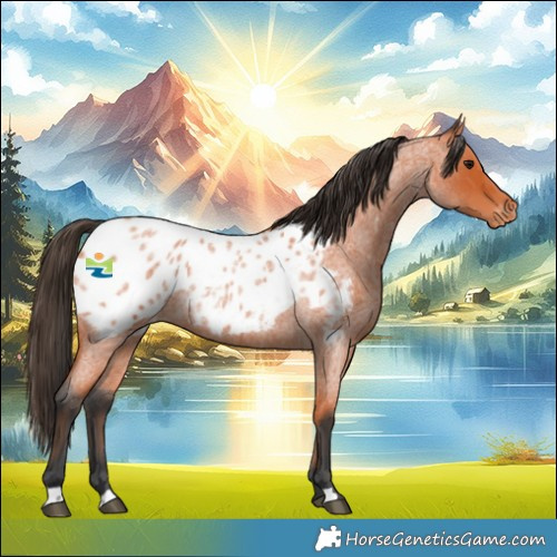 Horse Color:Bay Roan Near Leopard