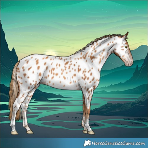 Horse Color:Gray Gold Champagne Near Leopard