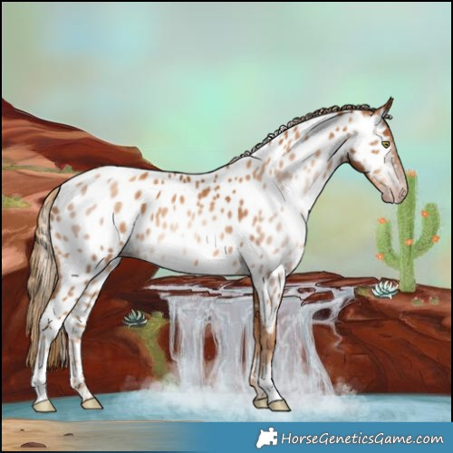 Horse Color:Gray Gold Champagne Near Leopard 