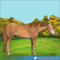 Horse Color:Gray Gold Champagne 