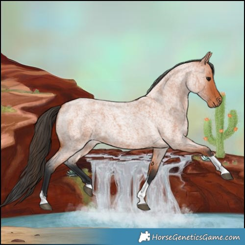 Horse Color:Bay Roan Tobiano