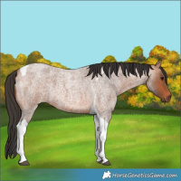 Horse Color:Bay Roan Tobiano