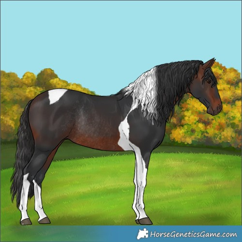 Horse Color:Brown Tobiano Rabicano