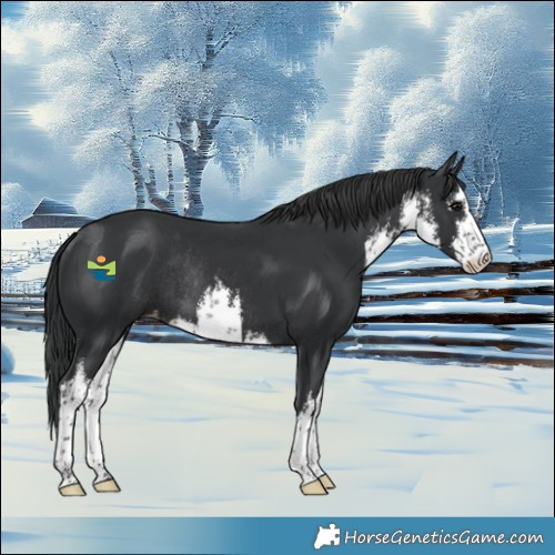 Horse Color:White Spotted Black Varnish Rabicano 
