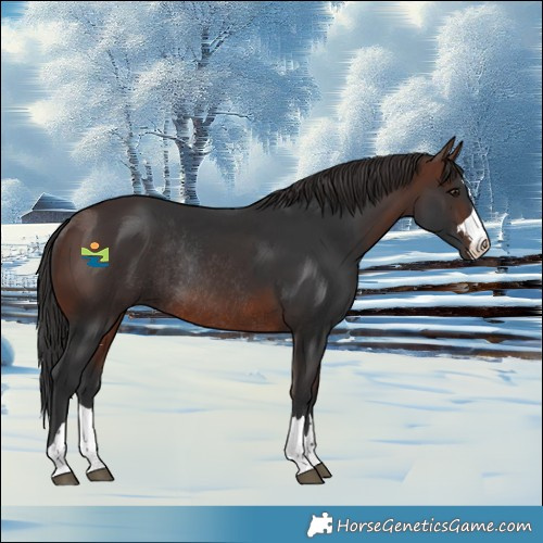 Horse Color:Brown Rabicano 