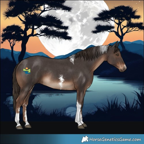 Horse Color:Liver Chestnut Sabino Tobiano Rabicano