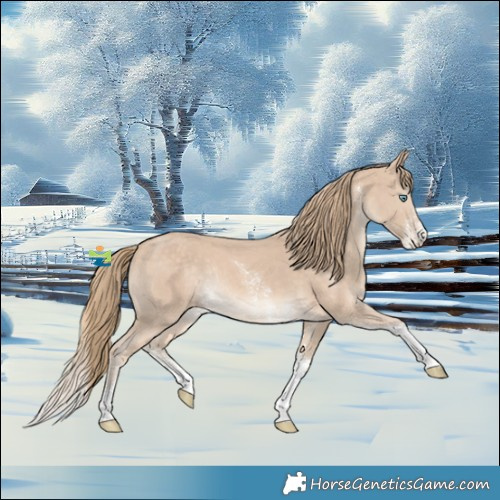 Horse Color:Perlino Sabino Tobiano Rabicano