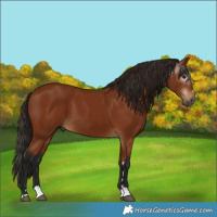 Horse Color:Gray Bay 