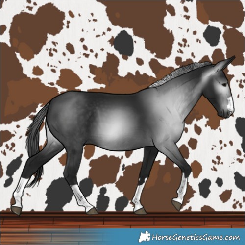 Horse Color:Gray Black 