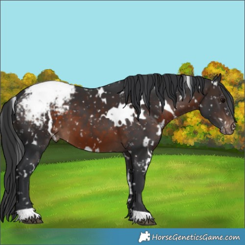 Horse Color:White Spotted Brown Snowcap